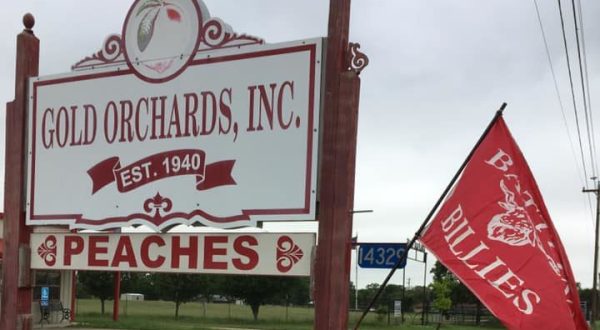 Enjoy Hand-Spun Peach Ice Cream And Mouthwatering Pies At Gold Orchards In Texas