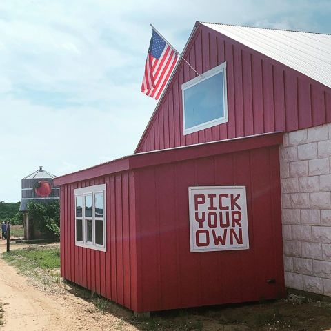 Pick Some Of The Juiciest Peaches In Texas This Summer At Jenschke Orchards