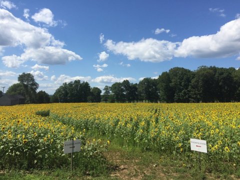 Enjoy Flavorful Ice Cream Among Fields Of Vibrant Sunflowers At Buttonwood Farm In Connecticut