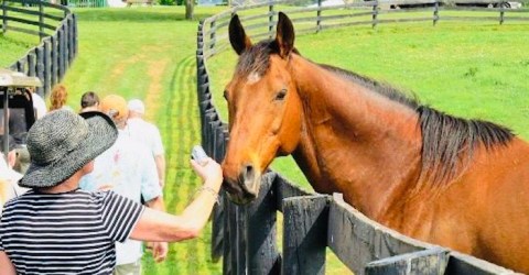 You Can Meet The Former Equine Stars Of Kentucky Horse Racing On An Outdoor Tour Of Old Friends