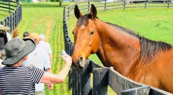 You Can Meet The Former Equine Stars Of Kentucky Horse Racing On An Outdoor Tour Of Old Friends