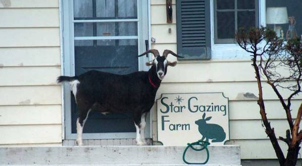 Cuddle The Most Adorable Rescued Farm Animals At Star Gazing Farm In Maryland
