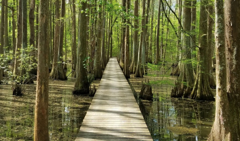 The 17-Mile Loop Trail At Chicot State Park Will Lead You On An Enchanting Emerald Adventure