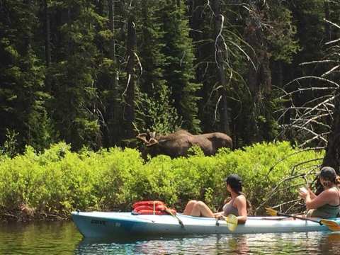 See Moose, Otters, And Osprey When You Paddle Down The River With Backwoods Adventures In Idaho