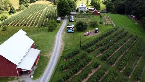 It's Blueberry Time At These 2 You-Pick Berry Farms In West Virginia