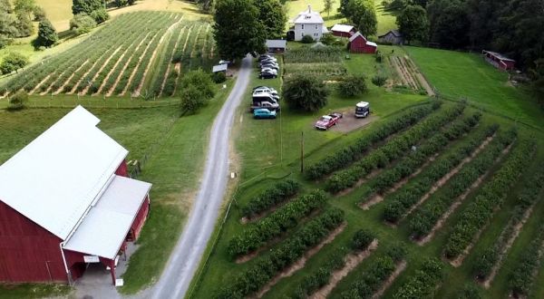 It’s Blueberry Time At These 2 You-Pick Berry Farms In West Virginia