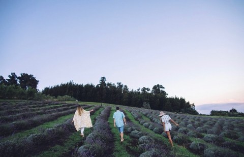 The Endless Fields Of Lavender At Ali’i Kula Lavender In Hawaii Are An Unforgettable Sight