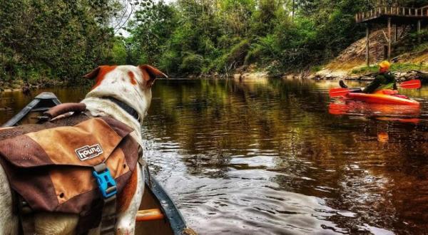 Thanks To Mississippi’s Black Creek Canoe Rental, You Can Enjoy A Scenic Ride Through De Soto National Forest