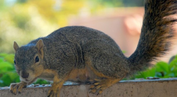 Officials Warn That A Squirrel Has Tested Positive For The Bubonic Plague In Colorado