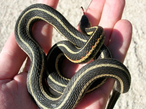 Snake Sightings Are Expected To Drastically Increase Across Texas This Summer