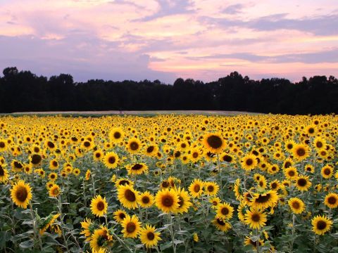 As The Crow Flies Is An Arkansas Antique Shop With Its Very Own Unexpected And Gorgeous Sunflower Field