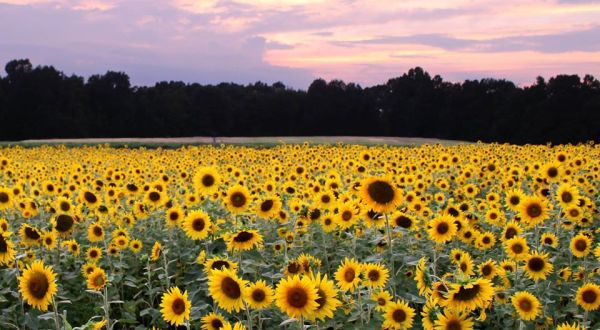 As The Crow Flies Is An Arkansas Antique Shop With Its Very Own Unexpected And Gorgeous Sunflower Field