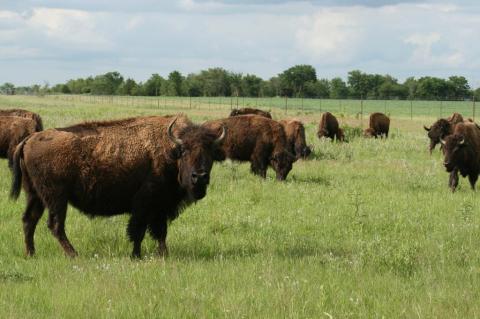 Watch Bison Graze On This Two-Mile Guided Hike At Prairie State Park In Missouri