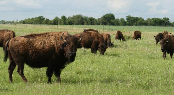 Watch Bison Graze On This Two-Mile Guided Hike At Prairie State Park In Missouri
