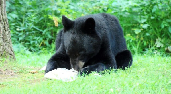 An Increase In Black Bear Sightings In Pennsylvania Lead Experts To Believe More People Are Home To See Them