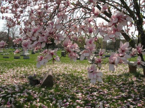 Eglington Cemetery Is One Of New Jersey's Spookiest Cemeteries
