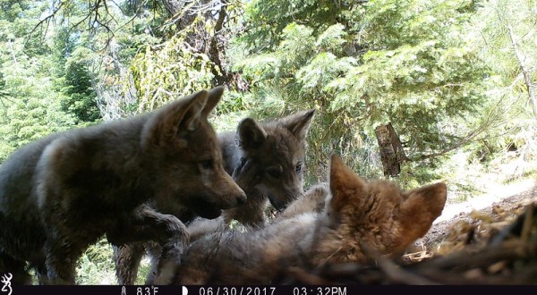 Northern California’s Only Family Of Wolves, The Lassen Wolf Pack, Just Had Eight New Pups