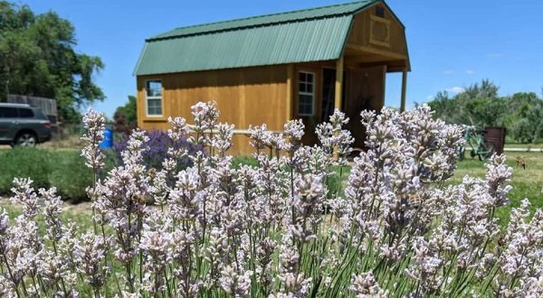Stop By The Lavender Goddess Farm In Idaho For All Of Your Lavender Needs This Summer
