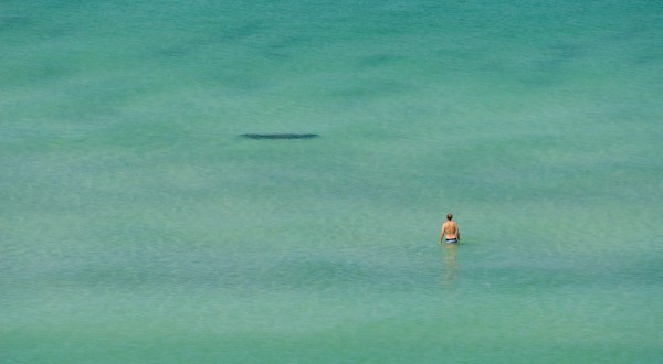 An Increase In Marine Life Sightings Lead Experts To Believe They Are Taking Advantage Of Low Boat Traffic In Florida