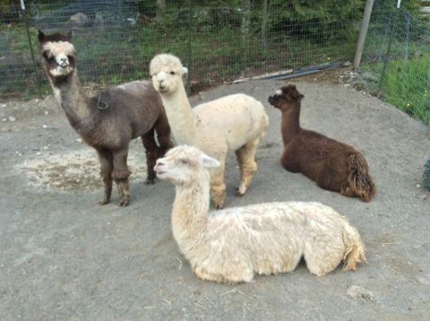 You Can Go Camping With Alpacas At Paca Pride Guest Ranch In Washington