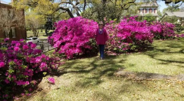 Immerse Yourself In Thousands Of Vibrant Blooms On Mississippi’s Three Different Crepe Myrtle Trails