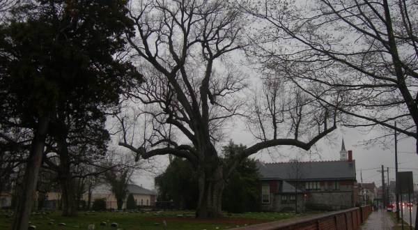 New Jersey’s George Washington Sycamore Tree Is One Of The Oldest Living Things In America