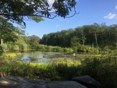 Learn While You Hike On Sessions Wood Beaver Pond Trail, An Easy Trek In Connecticut With Educational Signs That Everyone Will Love