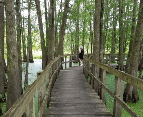 The Easy Lakeside Trail In Louisiana, Lake Martin Loop, That Will Lead You Through Absolute Perfection
