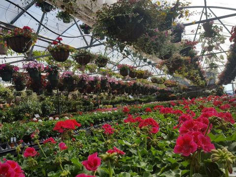 The Largest Garden Center In Pennsylvania, Quality Gardens, Is Like A Nature Lover’s Amusement Park