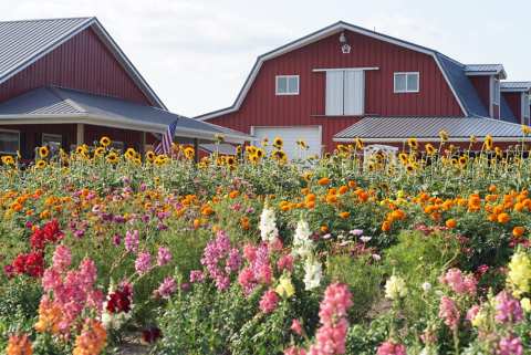Get Lost In Thousands Of Beautiful Sunflowers And Other Blooms At Van Houtte Farms Near Detroit