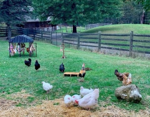 Cuddle The Most Adorable Rescued Farm Animals At Happy Trails Farm Animal Sanctuary In Ohio