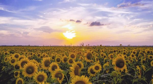 Take This Road Trip To The Most Eye-Popping Sunflower Fields In Louisiana