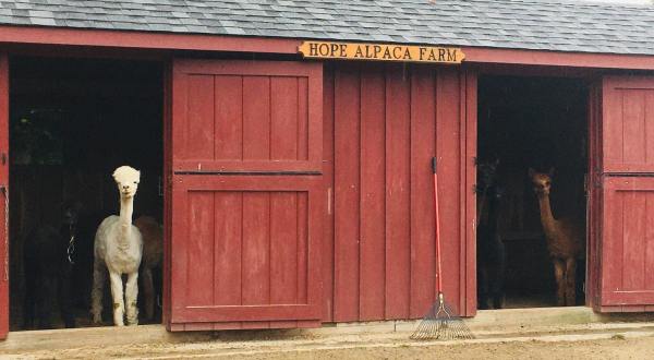 Hope Alpaca Farm In Rhode Island Makes For A Fun Family Day Trip