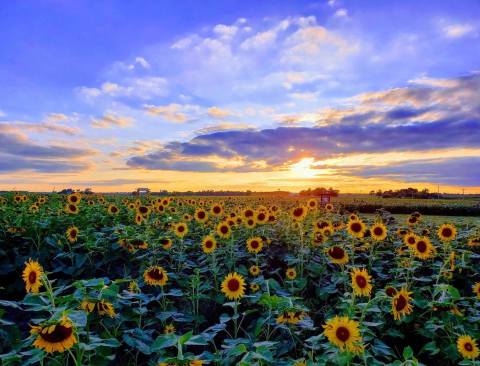 The Sunflower Festival At Kansas Maze Is The Bright Spot Your Summer Needs