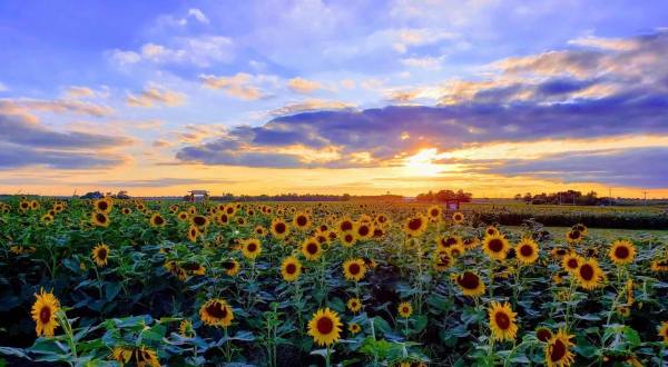 The Sunflower Festival At Kansas Maze Is The Bright Spot Your Summer Needs