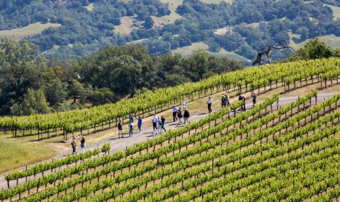 The Vineyard Hike At Jordan Winery In Northern California That Ends With A Picnic And Wine Tasting