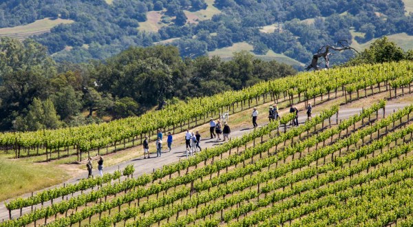 The Vineyard Hike At Jordan Winery In Northern California That Ends With A Picnic And Wine Tasting