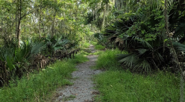 The Mandalay Nature Trail Near New Orleans Is A Brief But Beautiful Walk Through The Wetlands