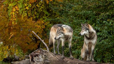 Howl With The Wolves At Wolf Park In Indiana When You Visit In The Evening