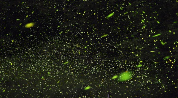 Few People Know That Fireflies Are The Official Insect Of The Hoosier State And Here’s What You Should Know