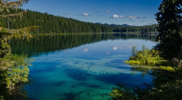 A 3,000-Year-Old Forest Lies Beneath The Surface Of Clear Lake In Oregon