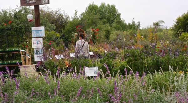 The Giant, Two-Acre Garden Center In Southern California, Marina Del Rey Garden Center, Will Bring Out Your Green Thumb