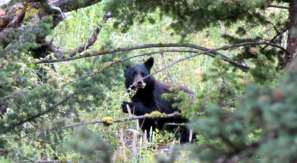 An Increase In Black Bear Sightings Lead Experts To Believe They Are Coming Back To Kansas