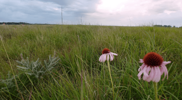 Visit One Of Minnesota’s Last Remaining Tallgrass Prairies At Bluestem Prairie Preserve