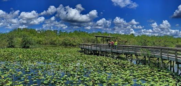 Under 2 Miles Long, Anhinga Trail Is A Totally Kid-Friendly Hike In Florida