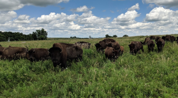 Travel To Blue Mounds State Park On Minnesota’s Southwestern Prairie To See Where The Buffalo Still Roam