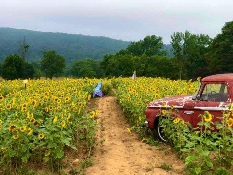 You'll Be Surrounded By Thousands Of Flowers On New Jersey's Delightful Sunflower Trail