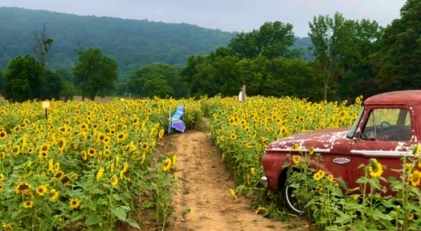 You’ll Be Surrounded By Thousands Of Flowers On New Jersey’s Delightful Sunflower Trail