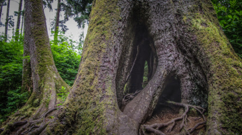 It's A Short, Easy Stroll To The 300-Year-Old Cathedral Tree In Oregon