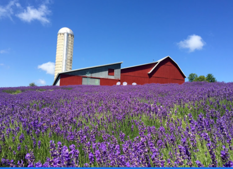 The Endless Fields Of Lavender At Lavender Hill Farm In Michigan Are An Unforgettable Sight